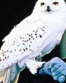 /album/galeria-de-fotos/a294-jpg/